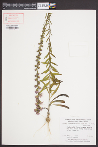 Liatris squarrulosa image