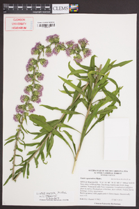 Liatris aspera image