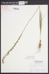 Liatris tenuifolia var. tenuifolia image