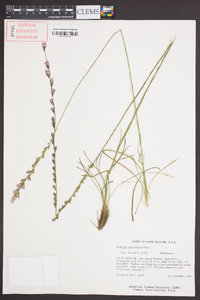 Liatris tenuifolia image