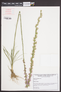 Liatris tenuifolia image