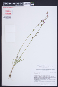 Liatris tenuifolia image