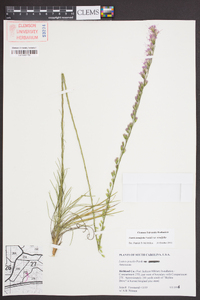 Liatris tenuifolia var. tenuifolia image