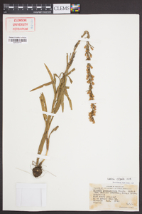 Liatris virgata image