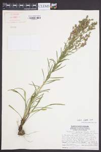 Liatris virgata image