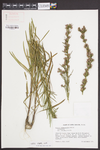 Liatris virgata image