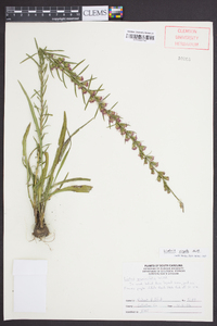 Liatris virgata image