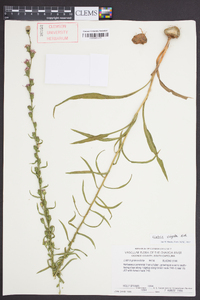 Liatris virgata image