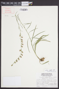 Liatris virgata image