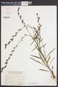 Liatris virgata image