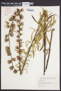 Liatris aspera image