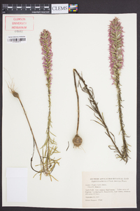 Liatris elegans image