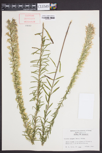 Liatris elegans image