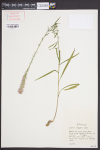 Liatris elegans image