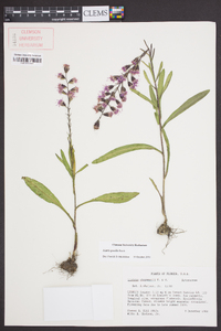 Liatris gracilis image