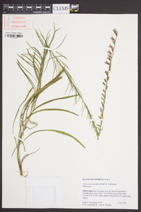 Liatris microcephala image