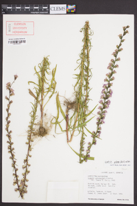 Liatris pilosa image