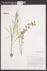 Liatris pilosa image