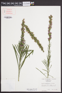 Liatris pilosa image