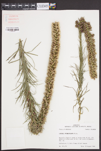 Liatris pycnostachya image