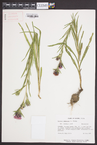 Liatris squarrosa image