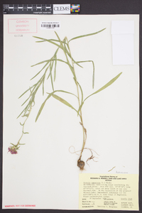 Liatris squarrosa image