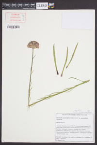 Marshallia graminifolia image