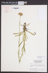 Marshallia graminifolia image