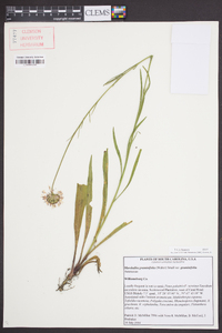 Marshallia graminifolia image