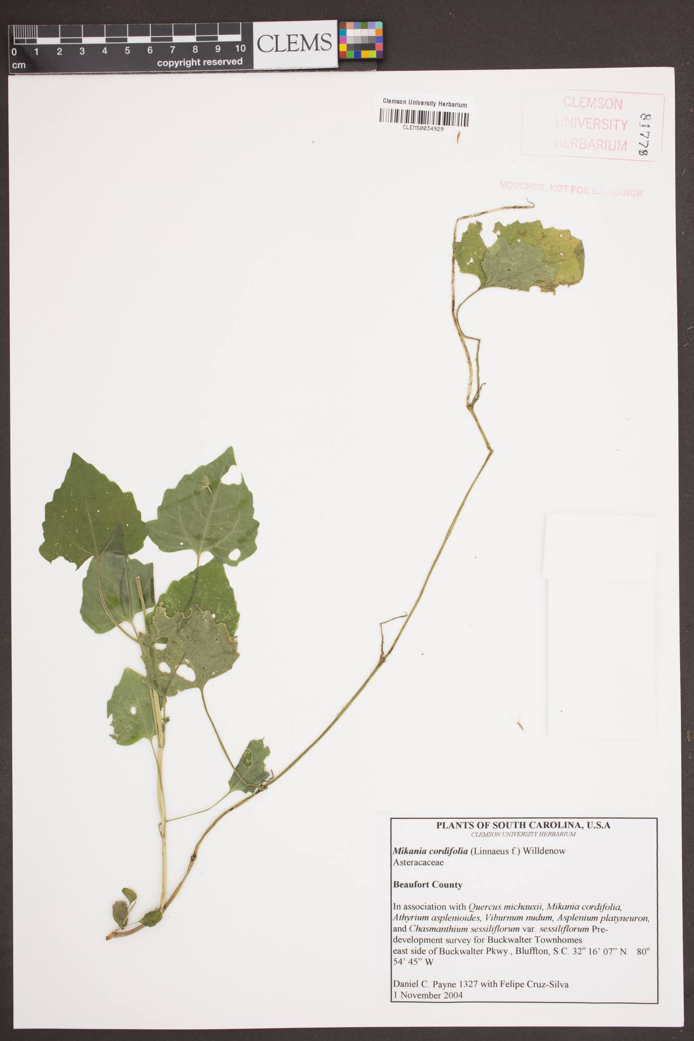 Mikania cordifolia image