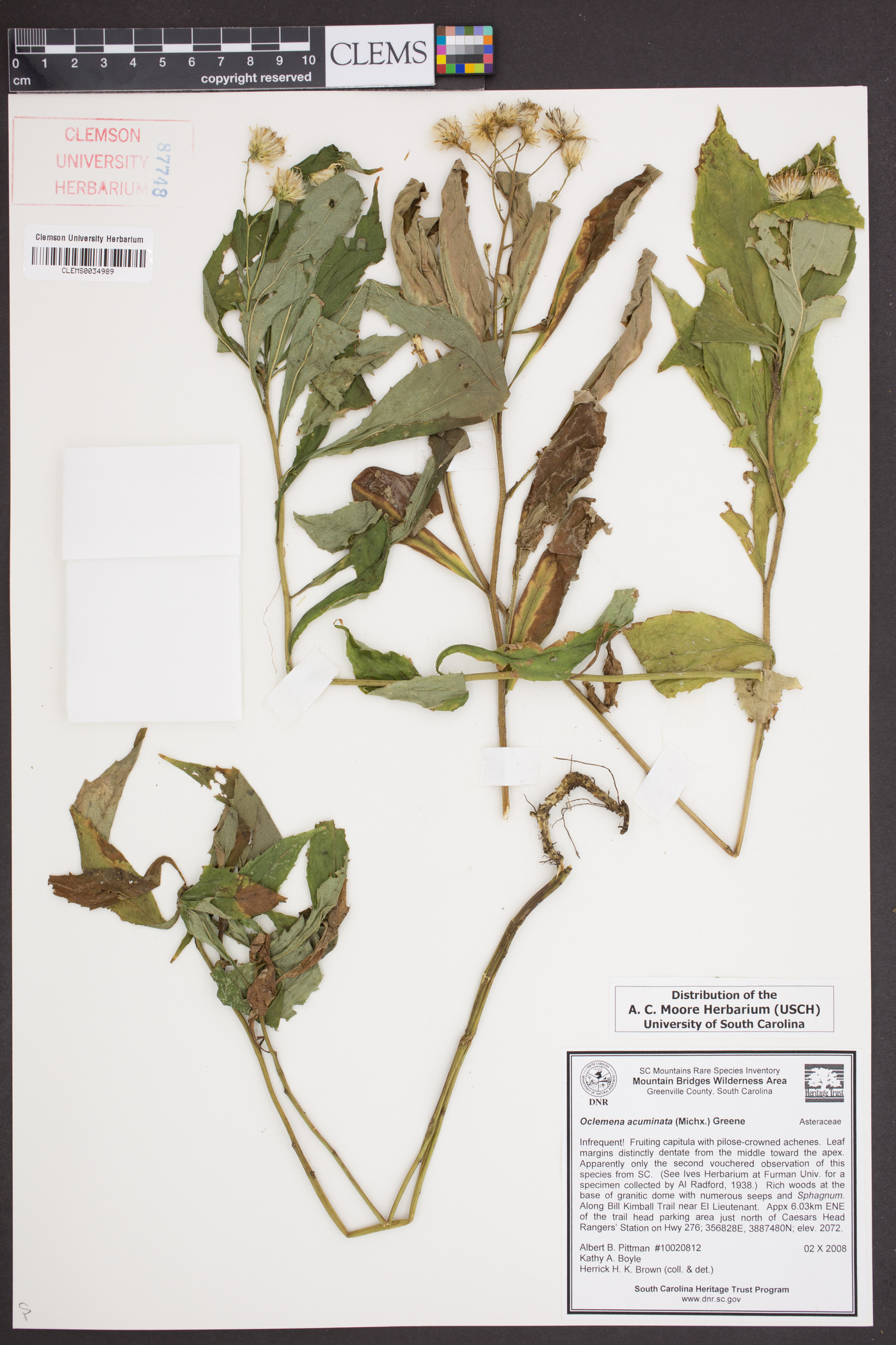 Oclemena acuminata image