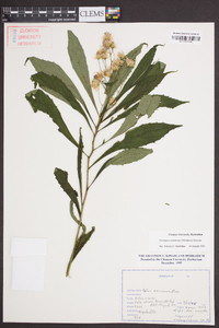 Oclemena acuminata image