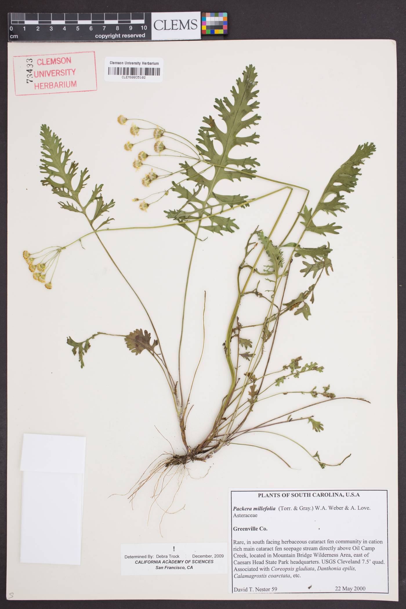 Packera millefolia image