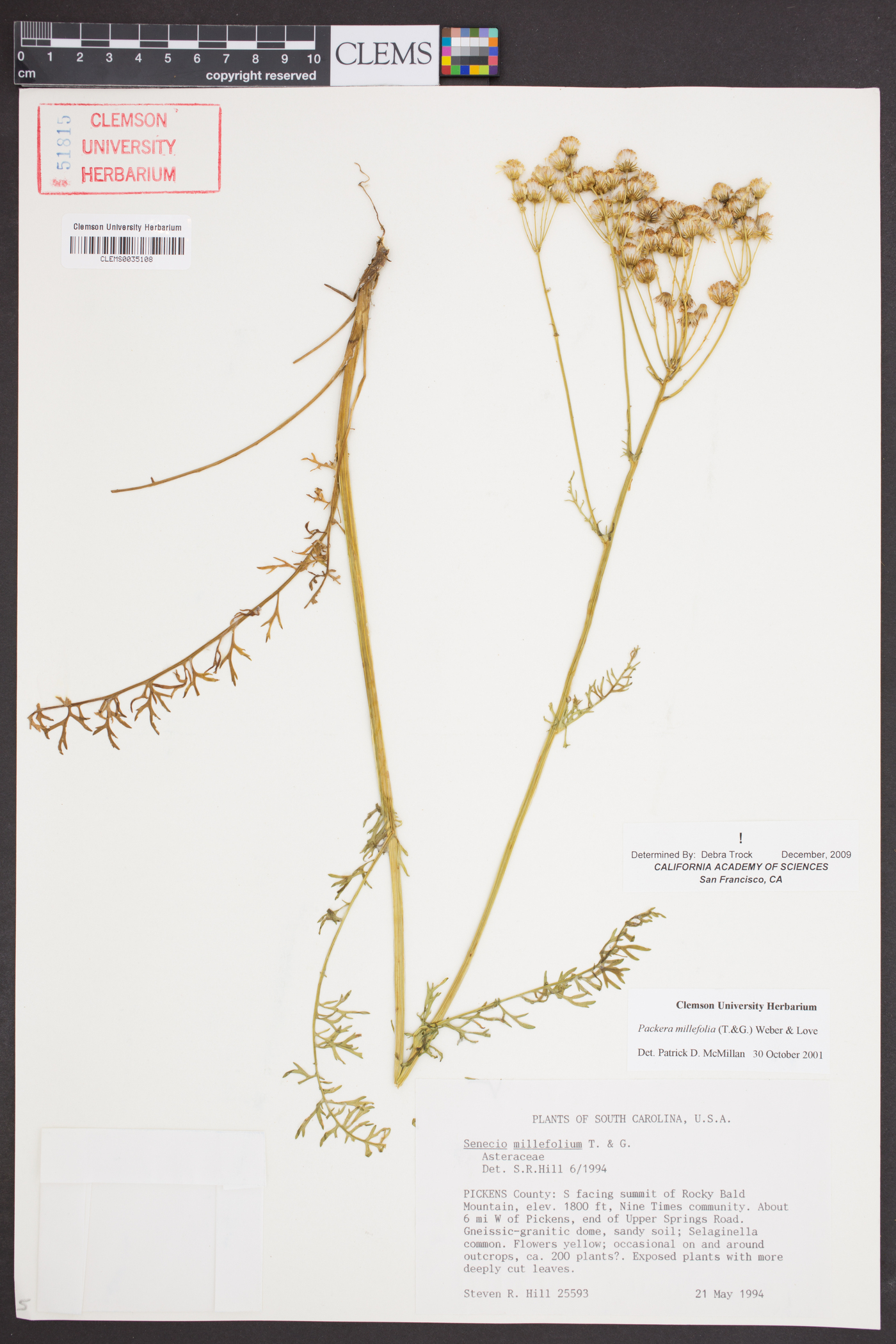 Packera millefolia image