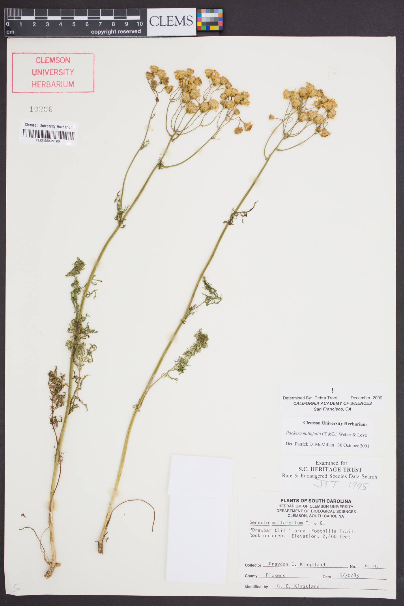 Packera millefolia image