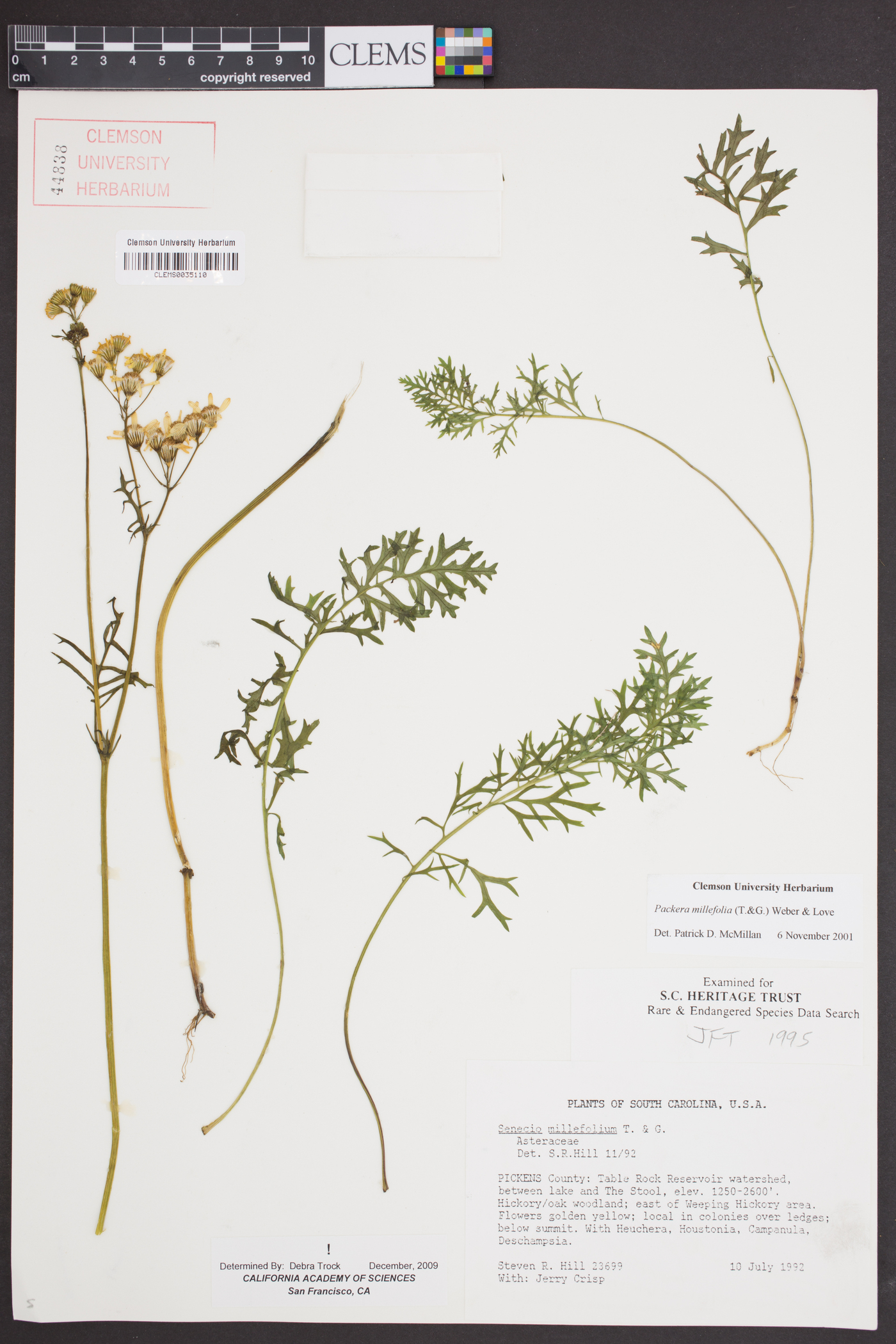 Packera millefolia image