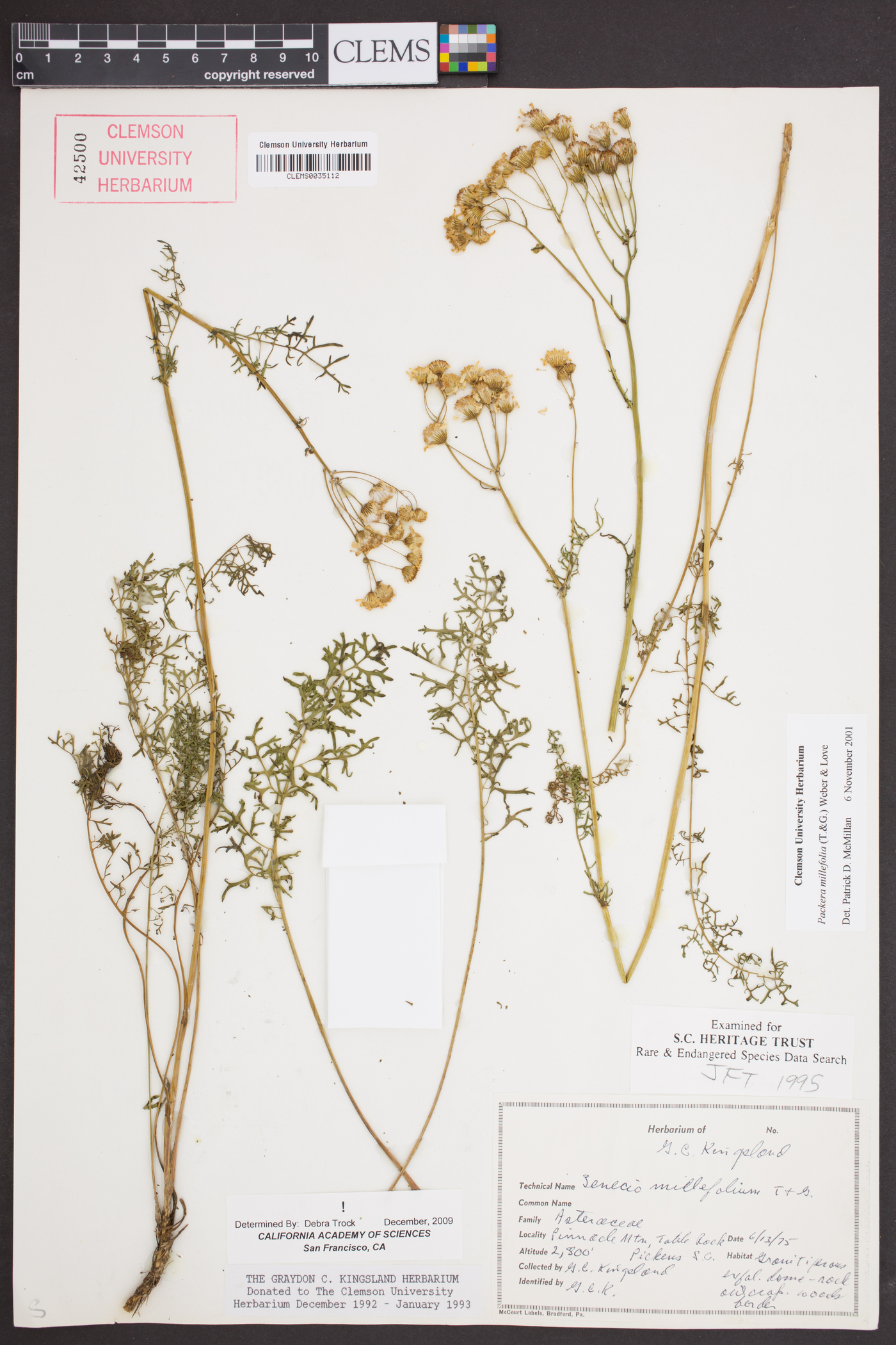 Packera millefolia image