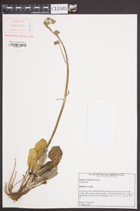 Packera tomentosa image