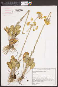 Packera tomentosa image