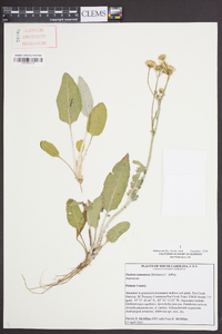 Packera tomentosa image