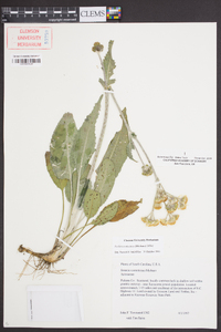 Packera tomentosa image