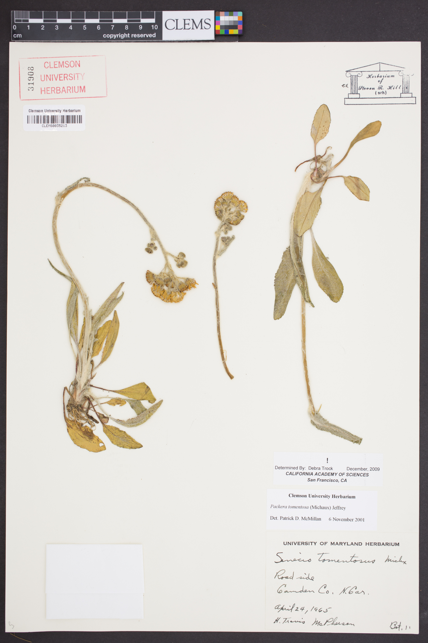 Packera tomentosa image