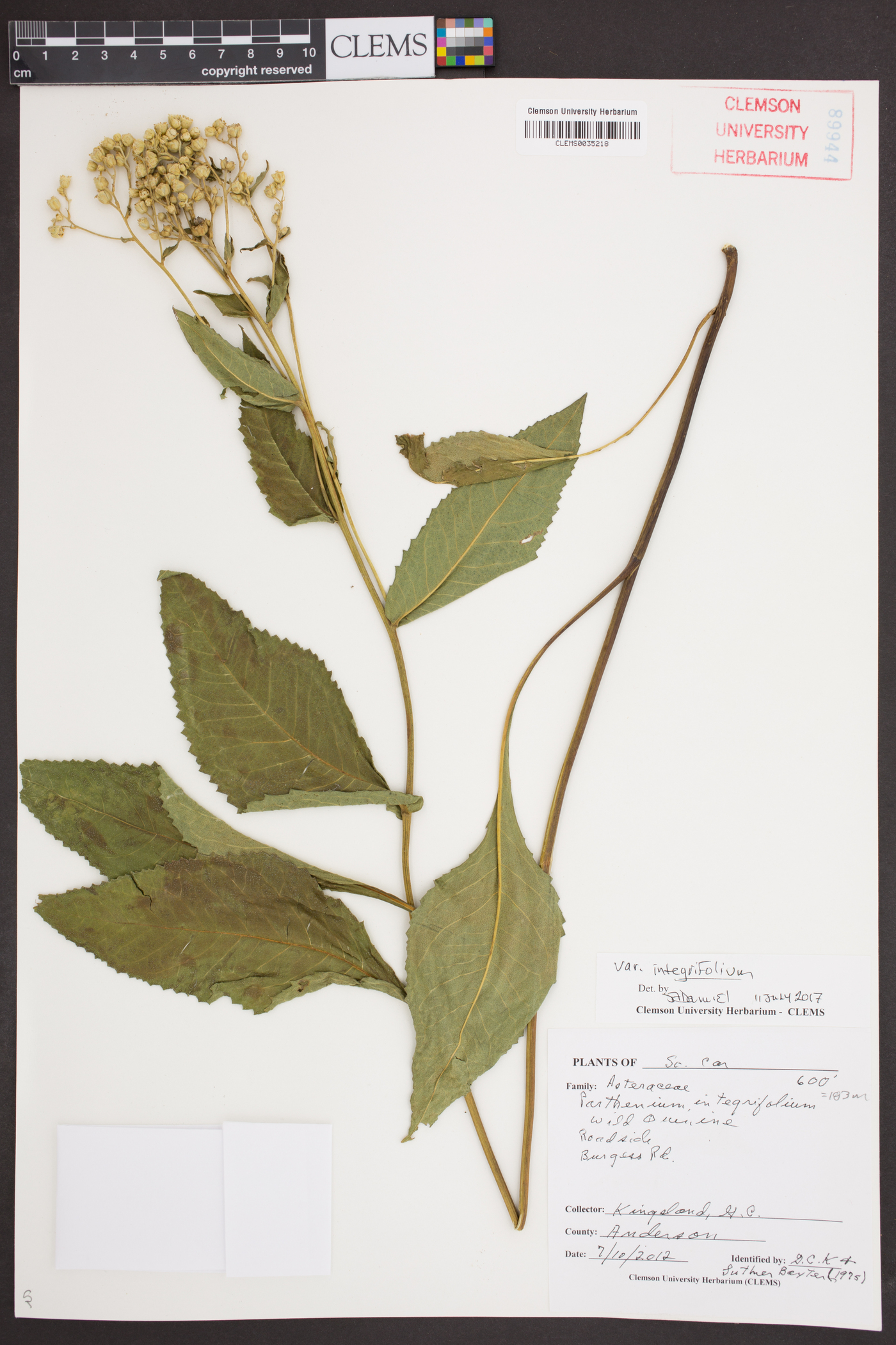 Parthenium integrifolium var. integrifolium image