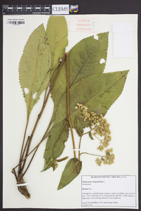 Parthenium integrifolium image