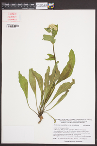 Parthenium integrifolium image