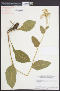 Parthenium integrifolium image