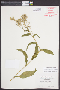 Parthenium integrifolium var. integrifolium image