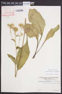 Parthenium integrifolium image