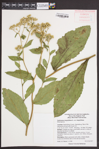 Parthenium integrifolium image