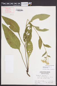 Parthenium integrifolium image